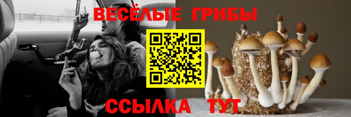 Галлюциногенные грибы Psilocybe  Галлюциногенные грибы прущие грибы  Астрахань  Вход с VPN 